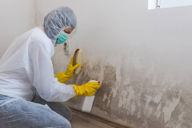 Trusted Glassmanor, MD Mold Removal Experts